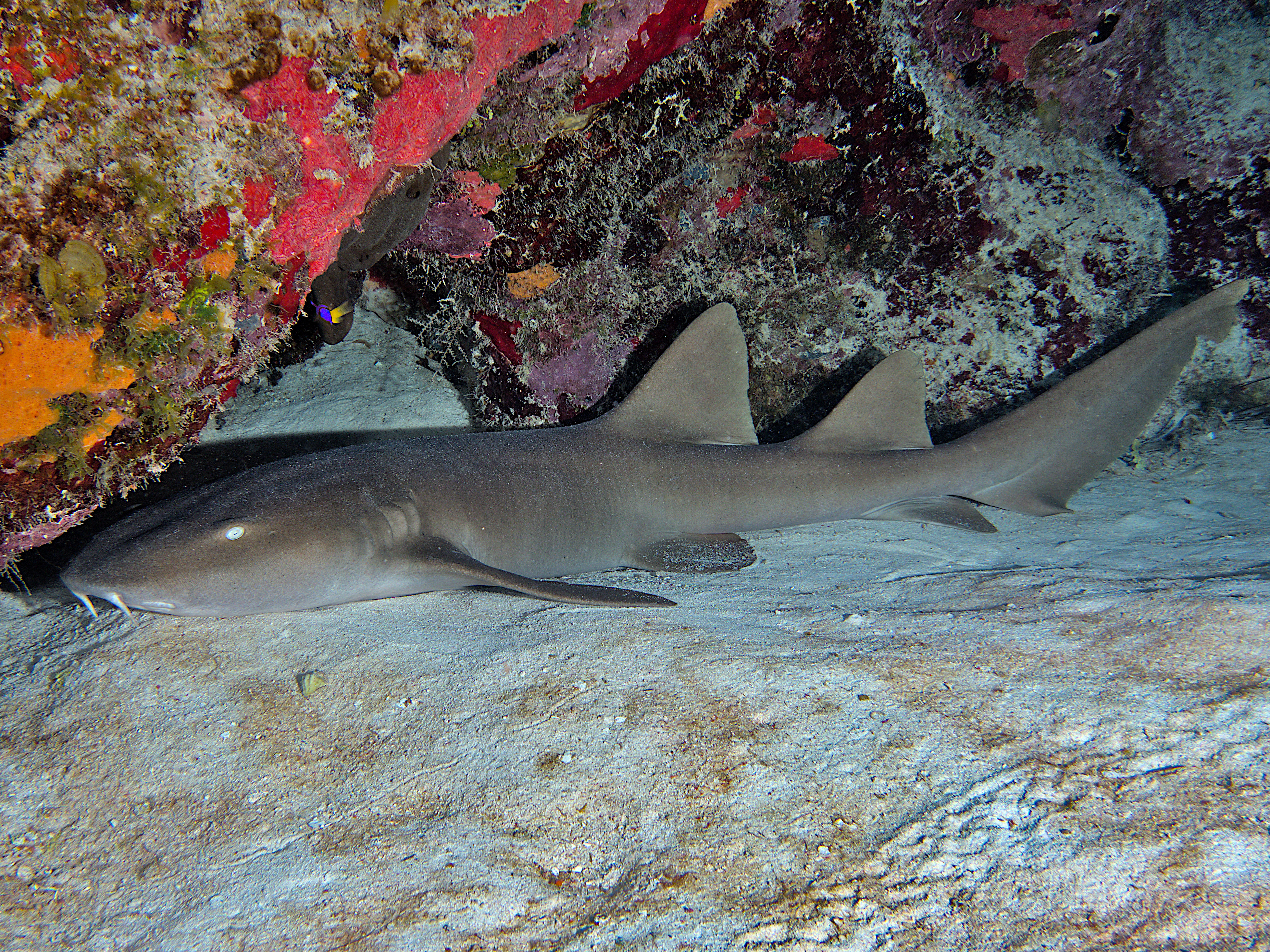 Nurse Shark